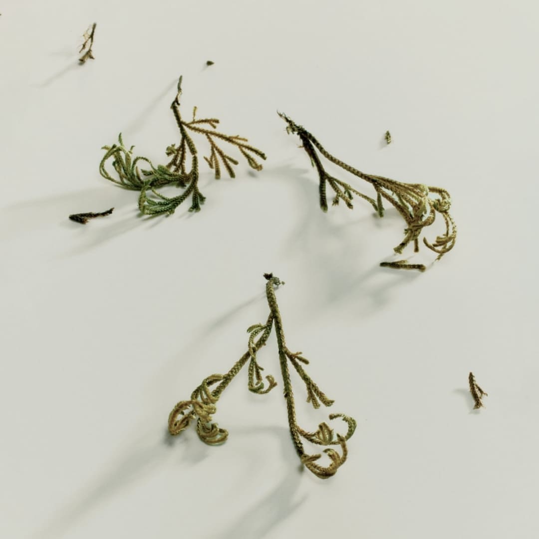 Abib Mild Acidic PH Sheet Mask - Jericho Rose Fit (10 Sheet/Box) 